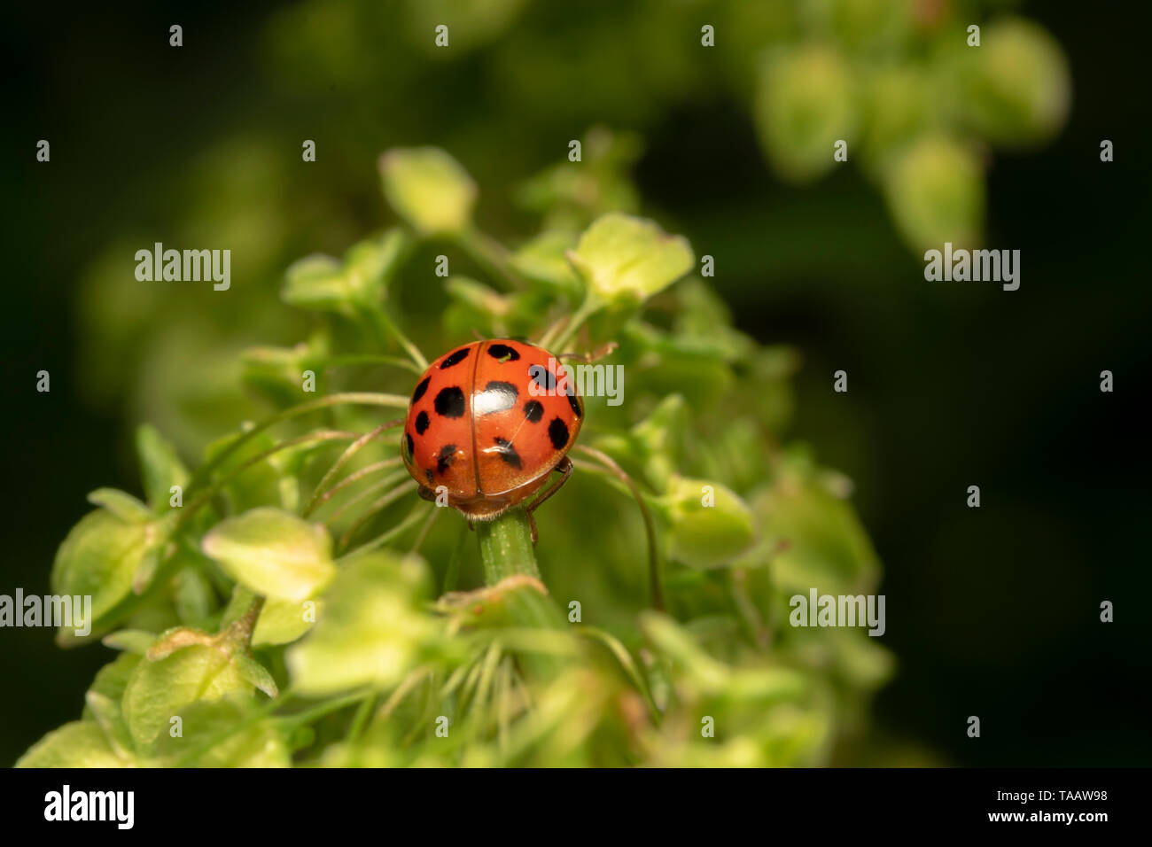 Harlekin oder Asiatische Dame Käfer (lat. Harmonia axyridis) Red One Stockfoto