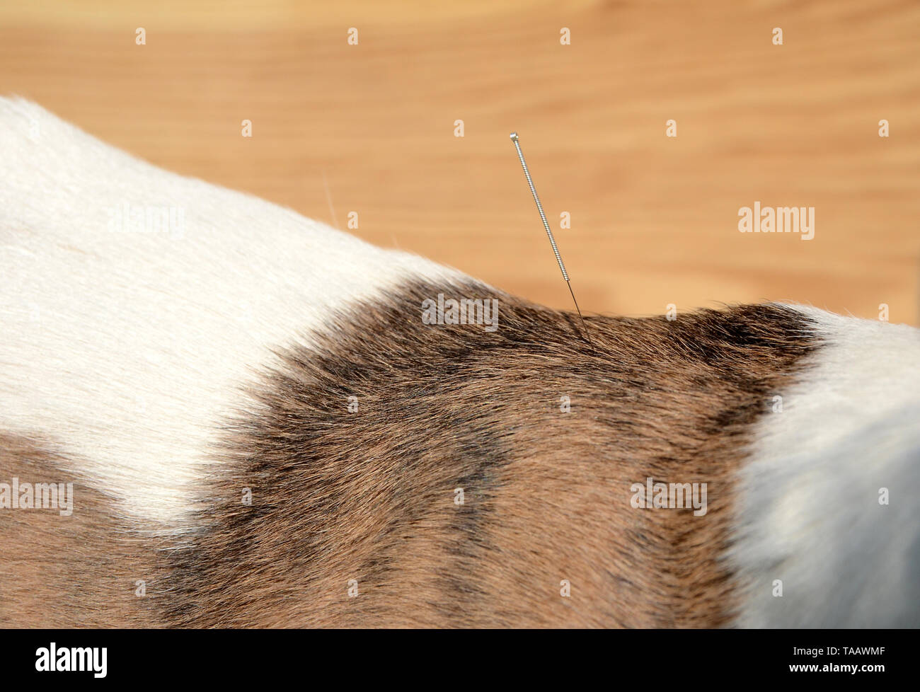 Nahaufnahme auf die Schulter, einem weißen und gestromten Hund Region mit Akupunktur Nadeln. Stockfoto