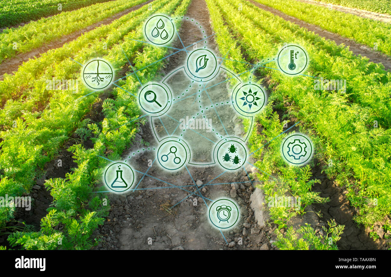Wachsende Bio Gemüse mit neuen Technologien. Entwicklung von Innovation und Forschung. Investitionen in die Landwirtschaft. Studie Qualität der Boden und Ernte. Wählen Sie Stockfoto