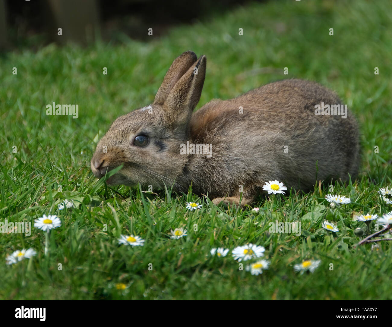 Kaninchen sind kleine Säugetiere in der Familie Lagomorpha Leporidae der Bestellung. Stockfoto