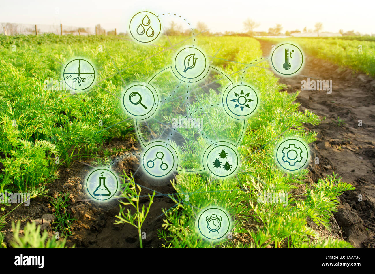Wachsende Bio Gemüse mit neuen Technologien. Entwicklung von Innovation und Forschung. Investitionen in die Landwirtschaft. Studie Qualität der Boden und Ernte. Wählen Sie Stockfoto