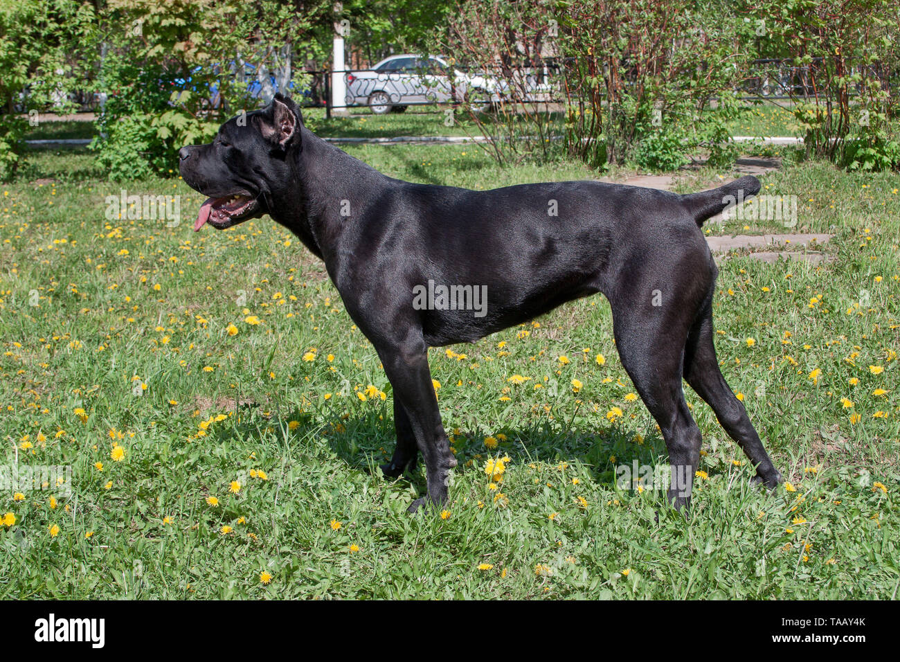 Cane Corso Italiano Stockfotos Und Bilder Kaufen Alamy