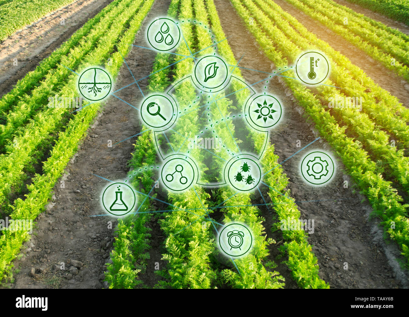 Wachsende Bio Gemüse mit neuen Technologien. Entwicklung von Innovation und Forschung. Investitionen in die Landwirtschaft. Studie Qualität der Boden und Ernte. Wählen Sie Stockfoto