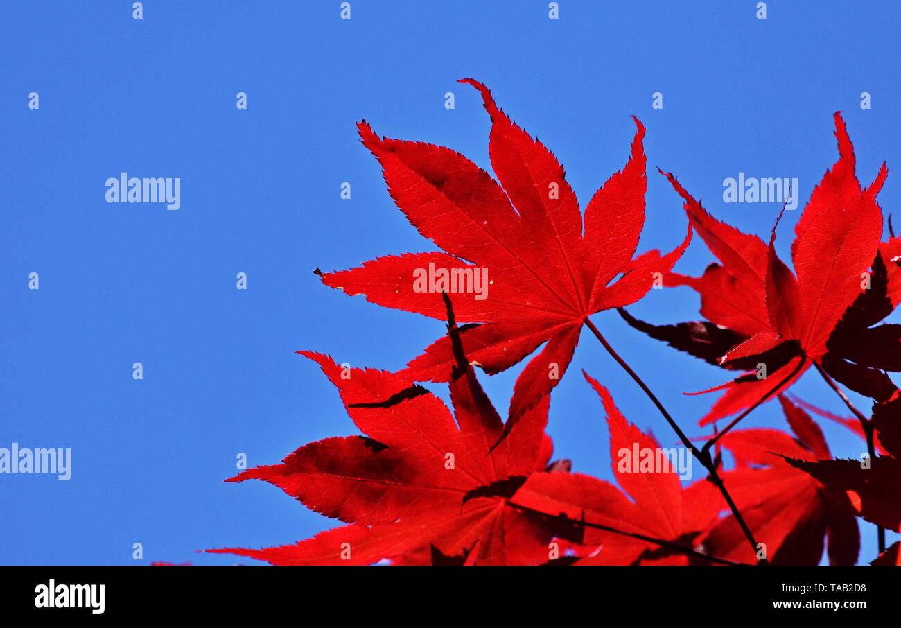 Rotes Laub gegen blauen Himmel Stockfoto