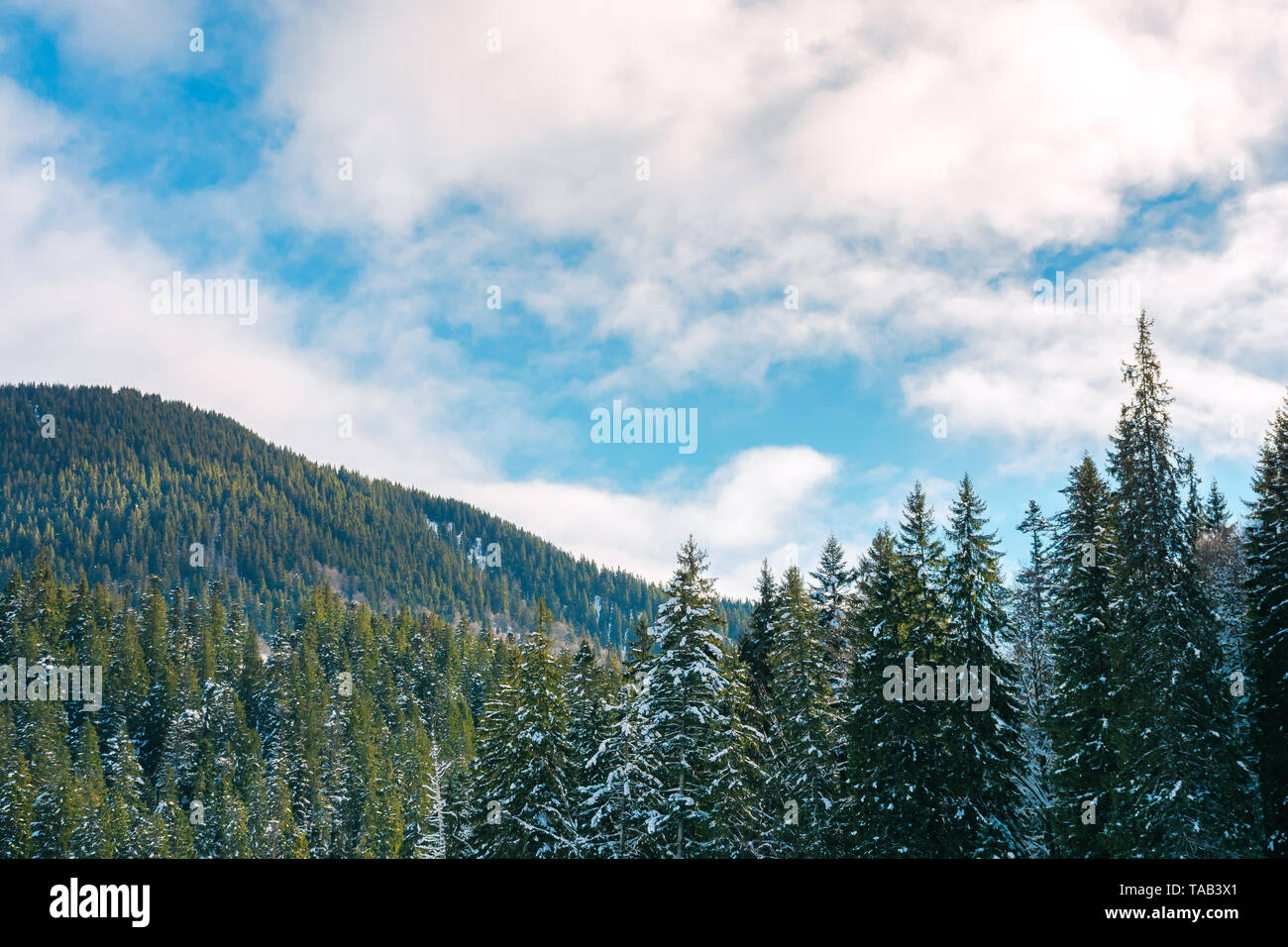 Winterlandschaft in den Bergen. Fichten im Schnee. bewölkter Himmel Stockfoto