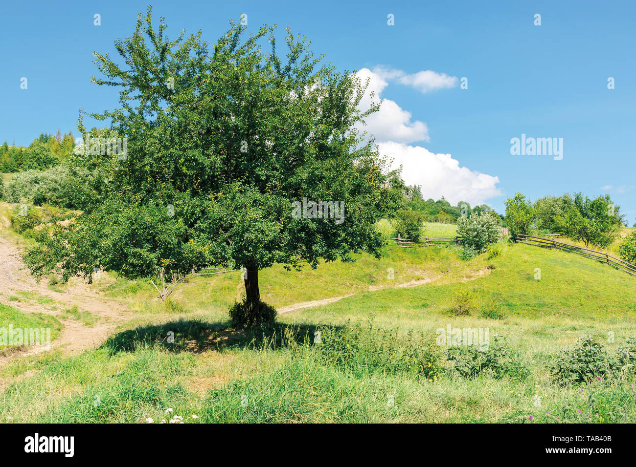 Obstgarten auf der Hügelseite. Karpaten Landschaft im Sommer Stockfoto
