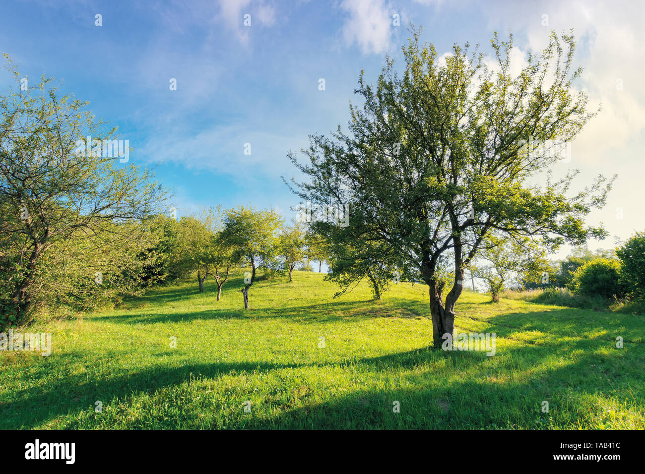 Verlassenen Obstgarten auf der Hügelseite. ländlichen Szenerie im Abendlicht Stockfoto