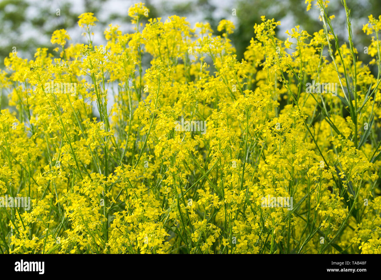 Bunias orientalis, Türkische wartycabbage, warty-Kohl, hill Senf, oder Türkische Rakete gelb Blumen an einem sonnigen Tag Stockfoto