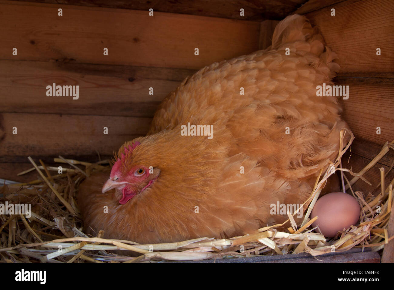 Mit ei Henne, Legehenne, einzelne gelbe broody Cochin Huhn im Hühnerstall, England, Großbritannien Stockfoto