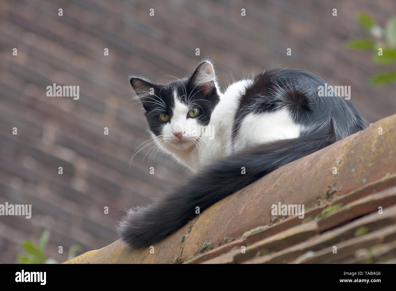 Schwarze & Weiße Katze, Kind sitzt auf dem Dach, England, Großbritannien Stockfoto