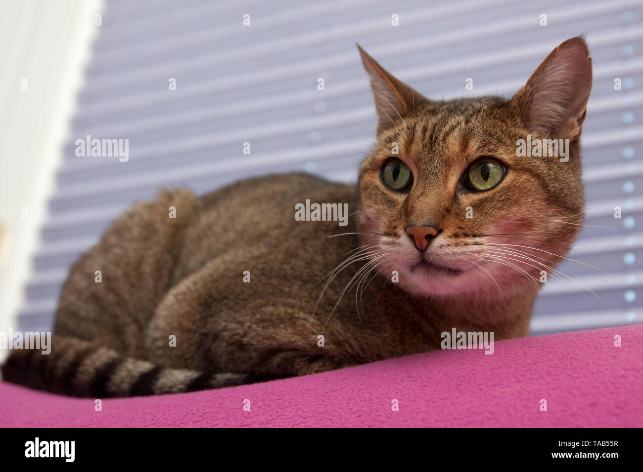 Bengal Katze. Porträt einer männlichen Erwachsenen sitzen vor dem Fenster blind, England, Großbritannien Stockfoto