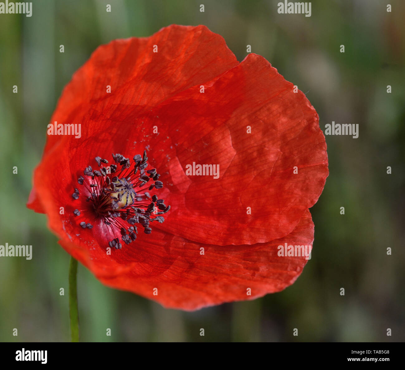 Nahaufnahme eines Mohn blüht mit der Staubgefäße und Stempel im Beweis Stockfoto