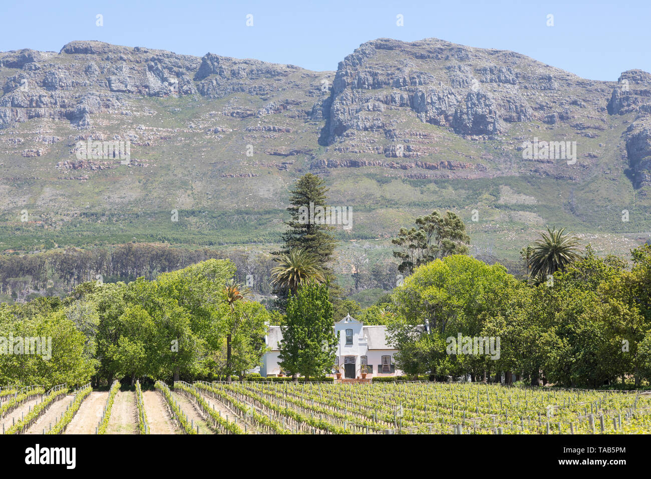 Weingut Buitenverwachting, historischen Kapholländischen hometsead und Weinbergen, Constantia, Kapstadt, Südafrika mit "Tabelle Bergkulisse Stockfoto