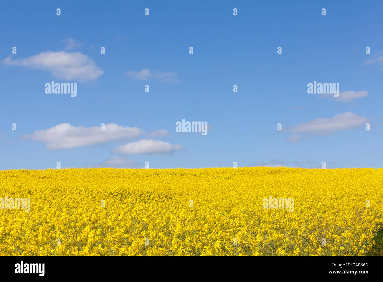 Leuchtend gelbe Raps, Raps- und Rübsenöl oder Raps wächst in einem landwirtschaftlichen Gebiet unter einem sonnigen blauen Himmel. Als Lebensmittel, Futtermittel und was Di angebaut Stockfoto