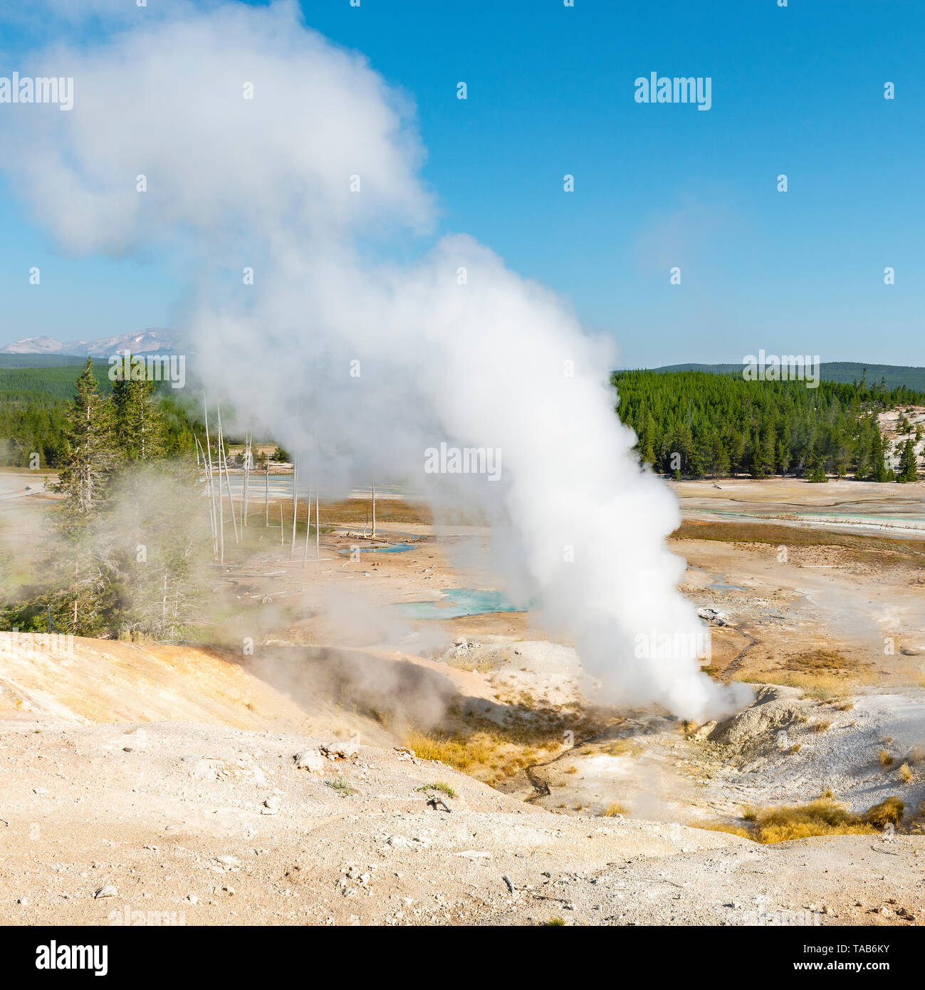 Platz Foto in Yellowstone National Park mit dem Norris Geyser Basin, wo viele Geysire und fumarole zeigen vulkanische Aktivität, Wyoming, USA. Stockfoto