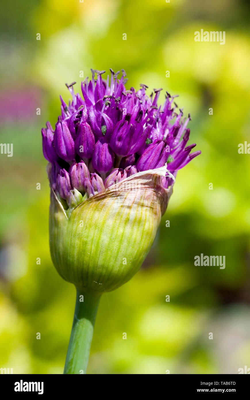 Hollandicum Allium 'Purple Sensation' Stockfoto