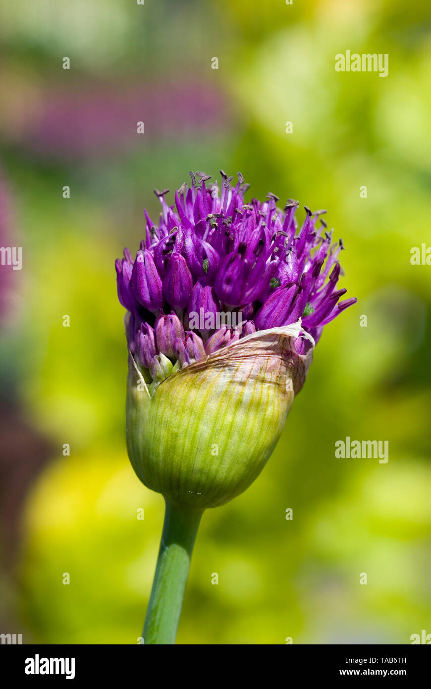 Hollandicum Allium 'Purple Sensation' Stockfoto