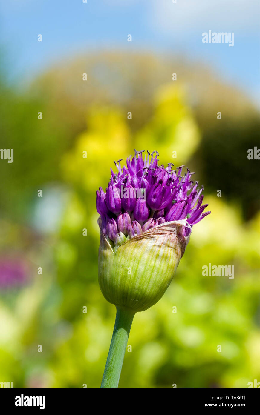 Hollandicum Allium 'Purple Sensation' Stockfoto