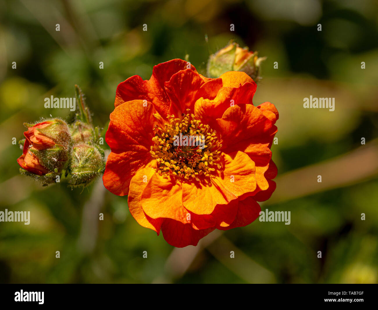 Nahaufnahme von Geum Totally Tangerine Blume. Stockfoto