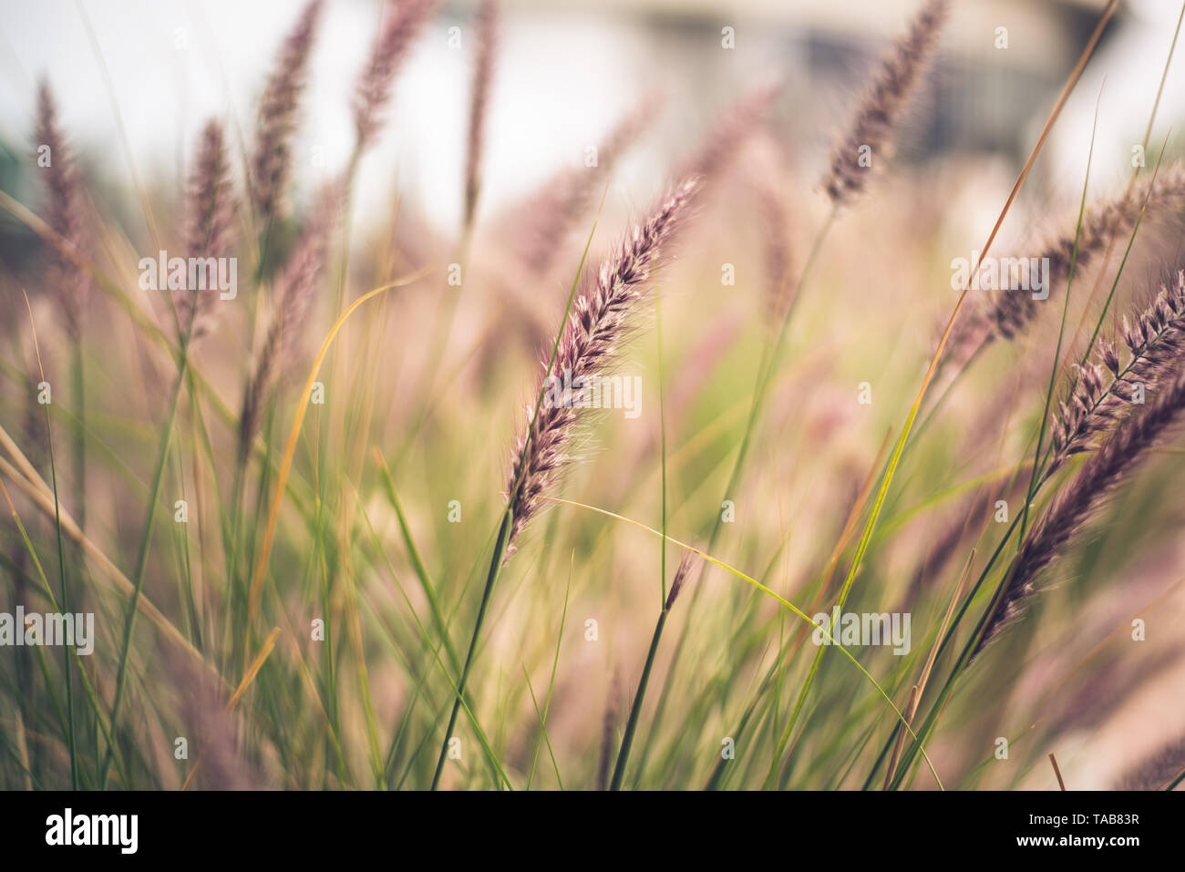 Halme von lila Brunnen Gras, Pennisetum advena Rubrum, in einer heiklen Bild für Natur Hintergründe. Stockfoto