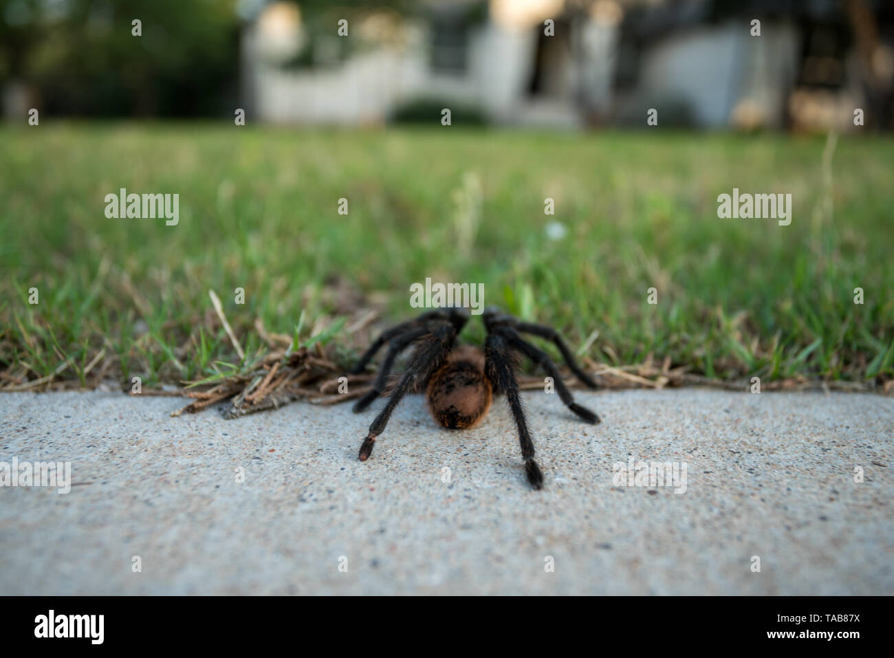 Low Angle View von Tarantula auf dem Weg nach Hause von der Straße Stockfoto