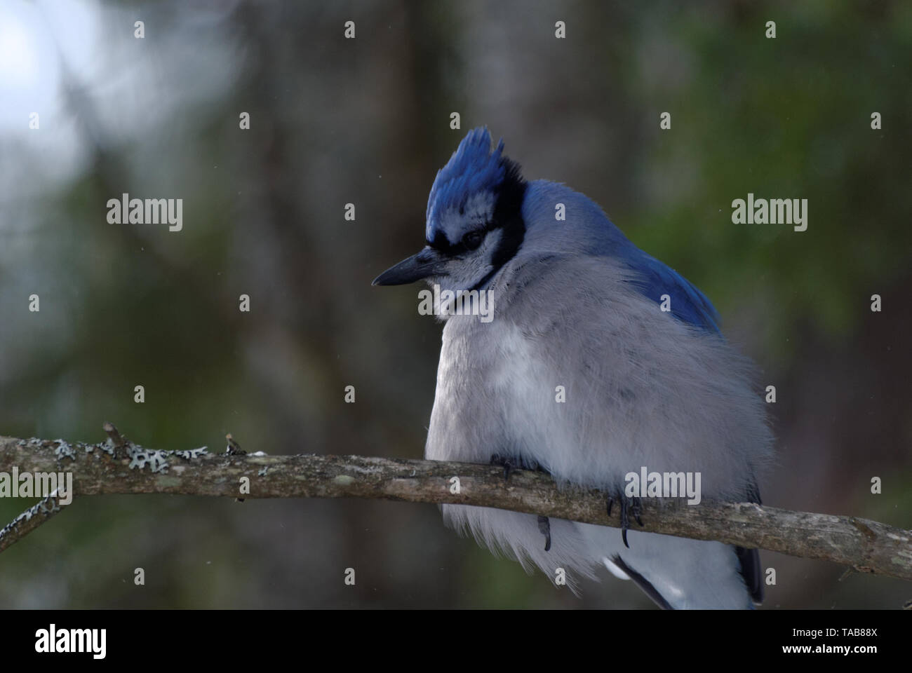 Einen Blue Jay in einem Baum im Wald thront. Die Blue Jay (Cyanocitta cristata) ist ein aus der der Ordnung Passeriformes in der Familie Corvida Stockfoto