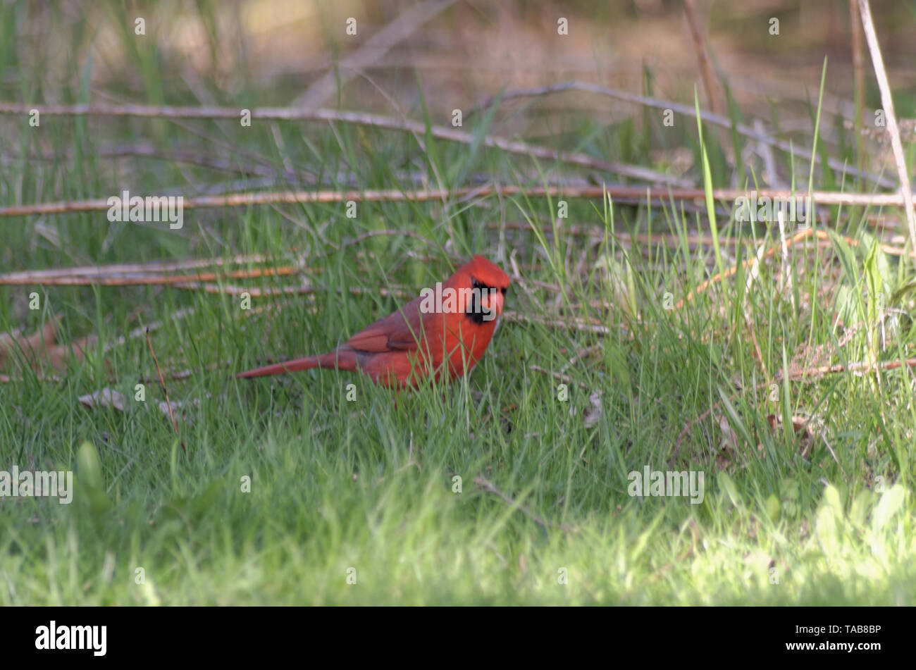 Northern cardinal (Cardinalis cardinalis) Männlich im Gras Stockfoto