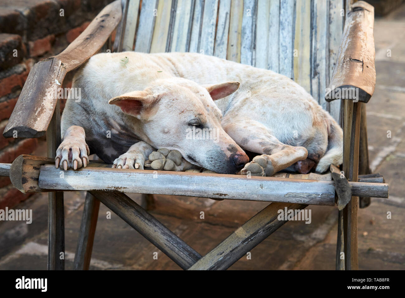 Hund schläft in handgefertigten Holzstuhl in Südostasien. Stockfoto