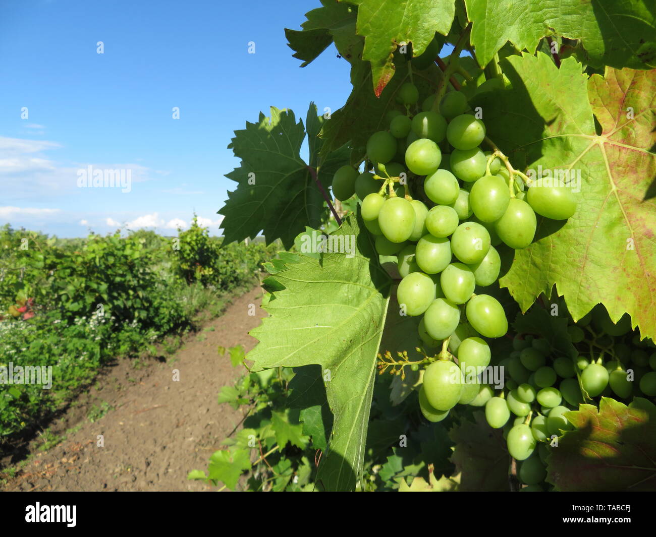 Grüner Weinberg, Trauben aus weißen Trauben im Sommer wachsen