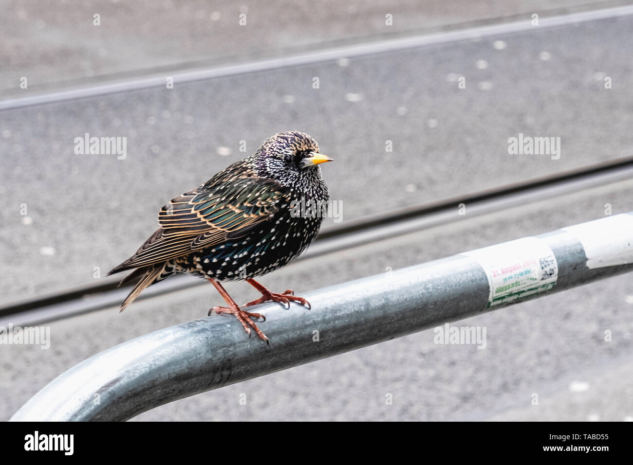 Urban wildlife. Common Starling. Sturnus vulgaris auf einer Straße der Stadt Stockfoto