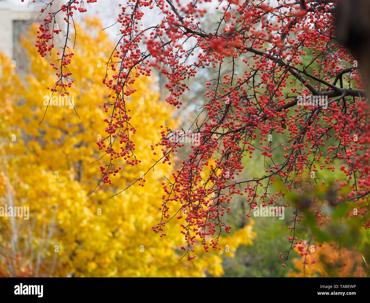 Verlorene Farben des Herbstes, Eberesche Sorbus Americana Zweige vor Zucker-ahorn Bäume im Herbst in Rean Park, North York Stockfoto