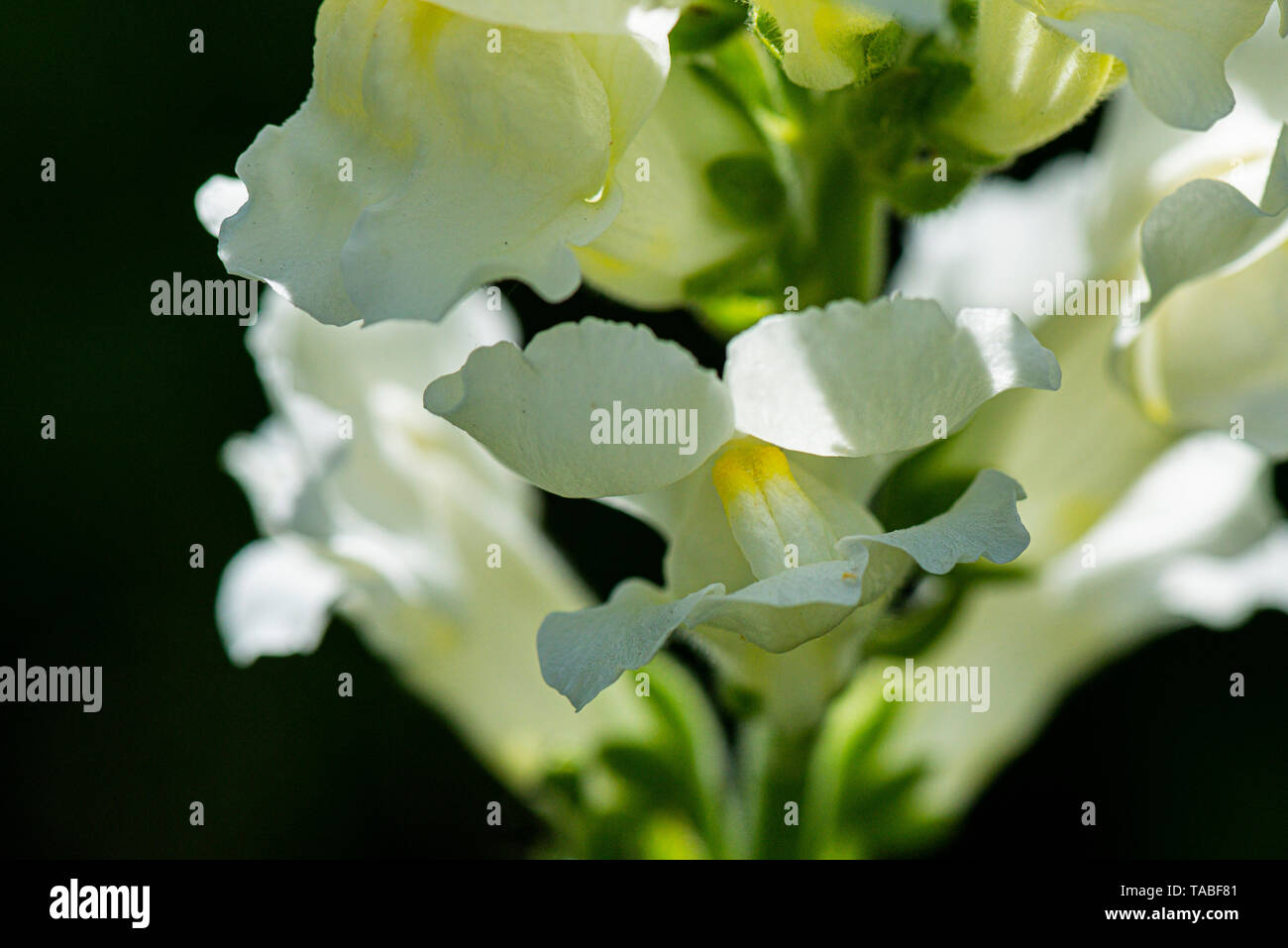 Nahaufnahme der Blüten einer snapdragon (antirrhinum) Stockfoto