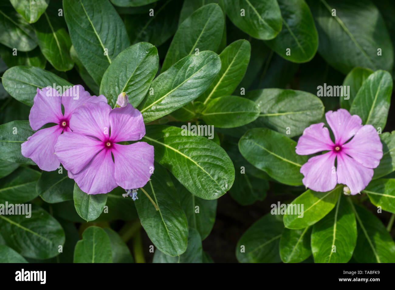 Madagascar periwinkle/rose Periwinkle/rosige Immergrün (Catharanthus roseus/Ammocallis rosea) in Blüte, beheimatet in Madagaskar Stockfoto