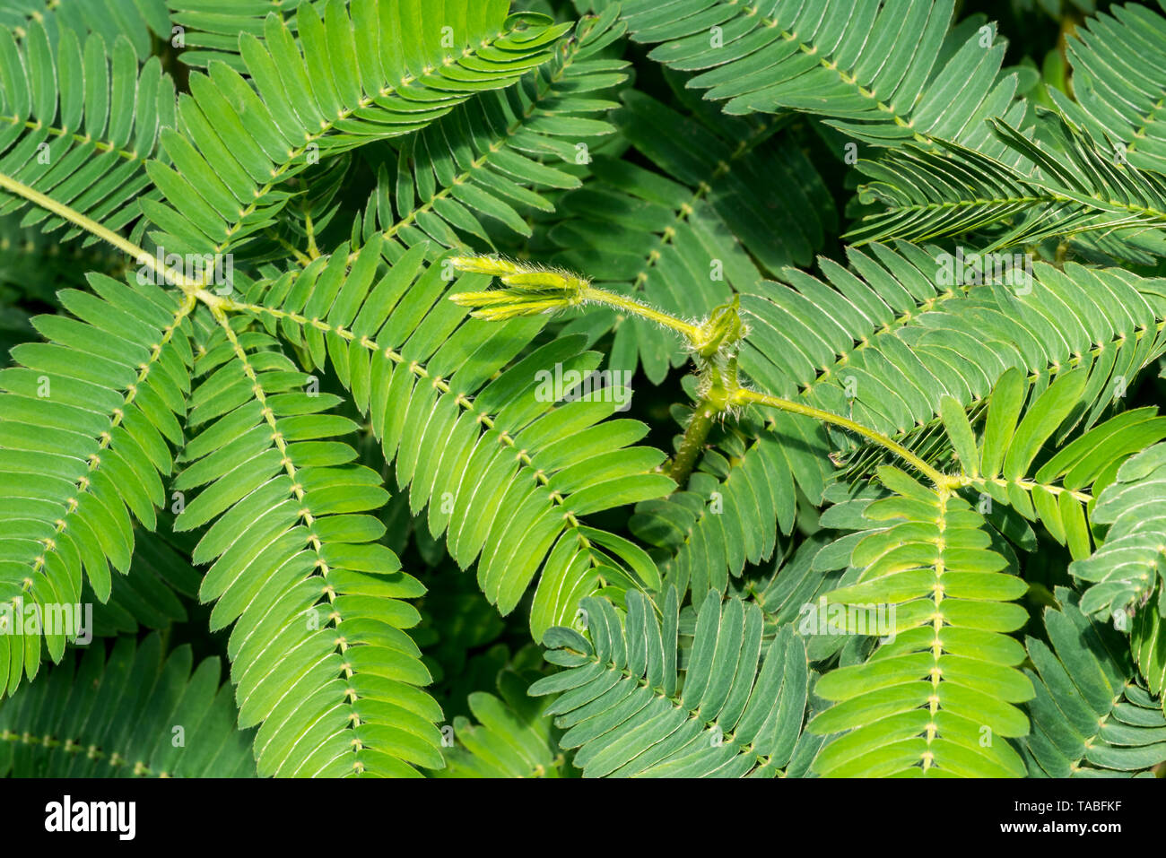 Empfindliche Pflanzen-/sleepy Anlage/Touch-me-Not (Mimosa pudica) Close-up von Flugblättern, beheimatet in Süd- und Mittelamerika Stockfoto
