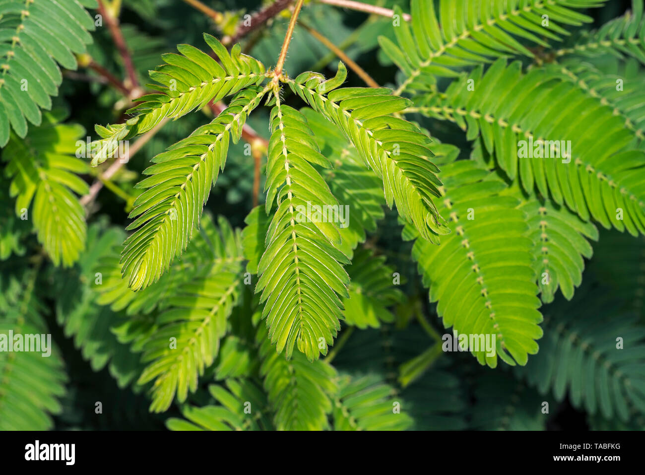 Empfindliche Pflanzen-/sleepy Anlage/Touch-me-Not (Mimosa pudica) Close-up von Broschüren falzen nach Innen, beheimatet in Süd- und Mittelamerika Stockfoto