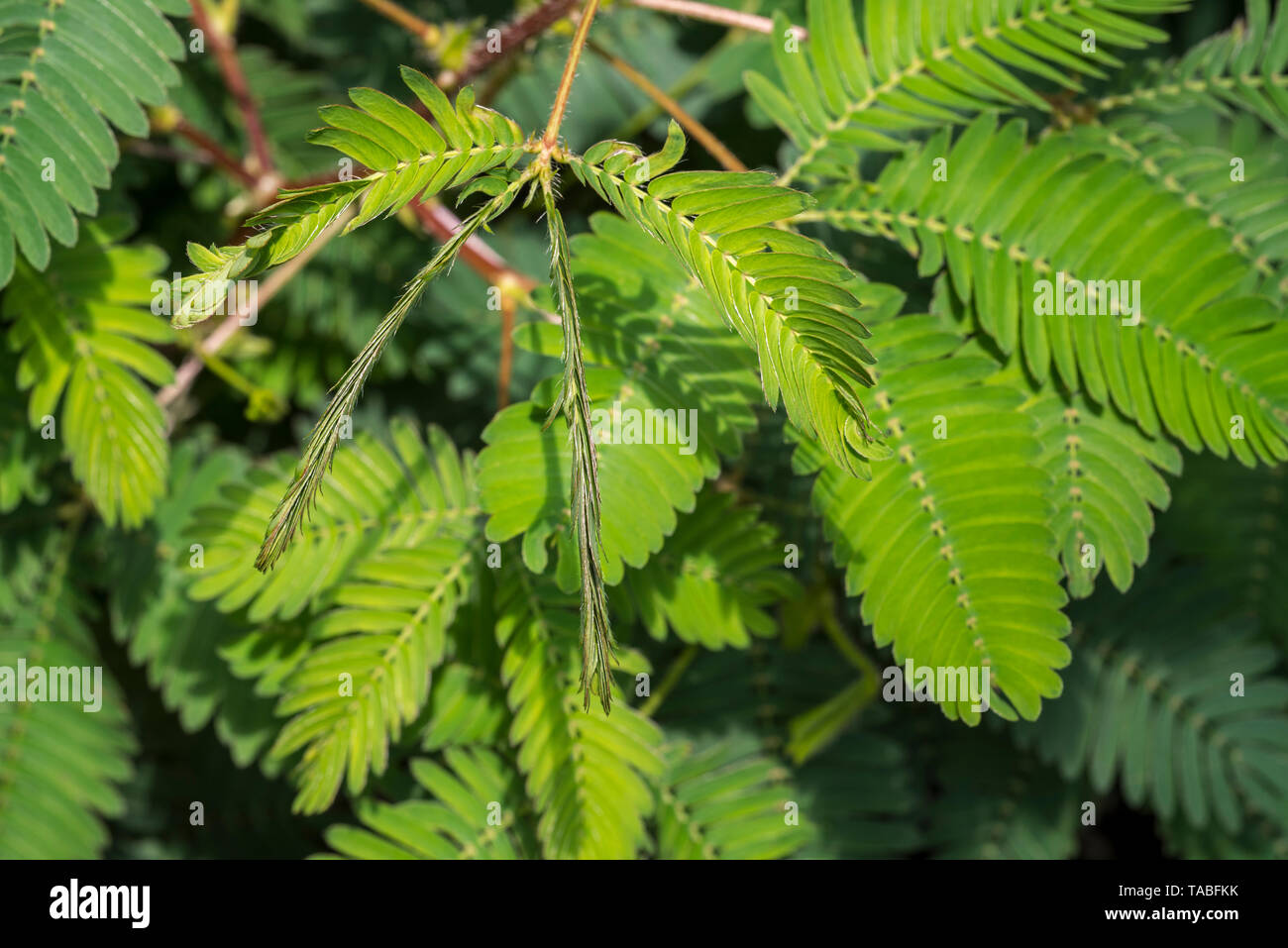 Empfindliche Pflanzen-/sleepy Anlage/Touch-me-Not (Mimosa pudica) Close-up von Broschüren falzen nach Innen, beheimatet in Süd- und Mittelamerika Stockfoto