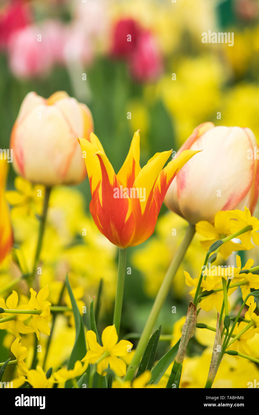 Tulipa. Lily blühte Tulpe ‘Fire Wings' Flowers Stockfoto