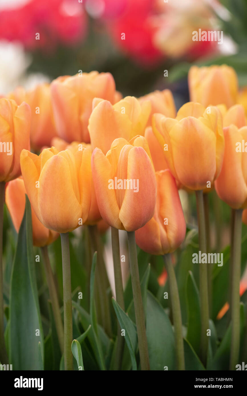 Tulipa. Triumph Tulip ‘Apricot foxx' Blumen Stockfoto