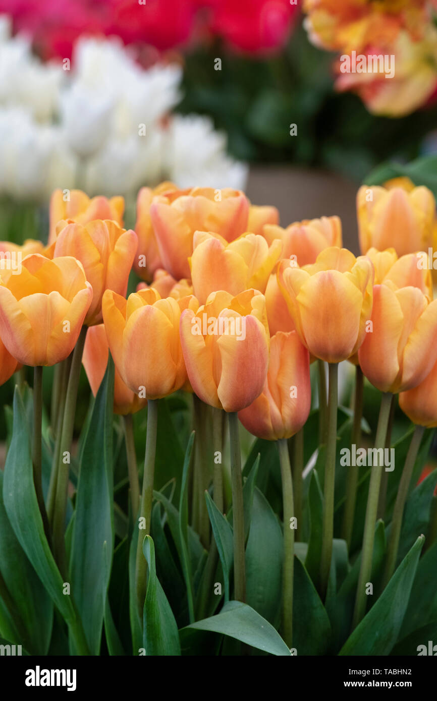 Tulipa. Triumph Tulip ‘Apricot foxx' Blumen Stockfoto