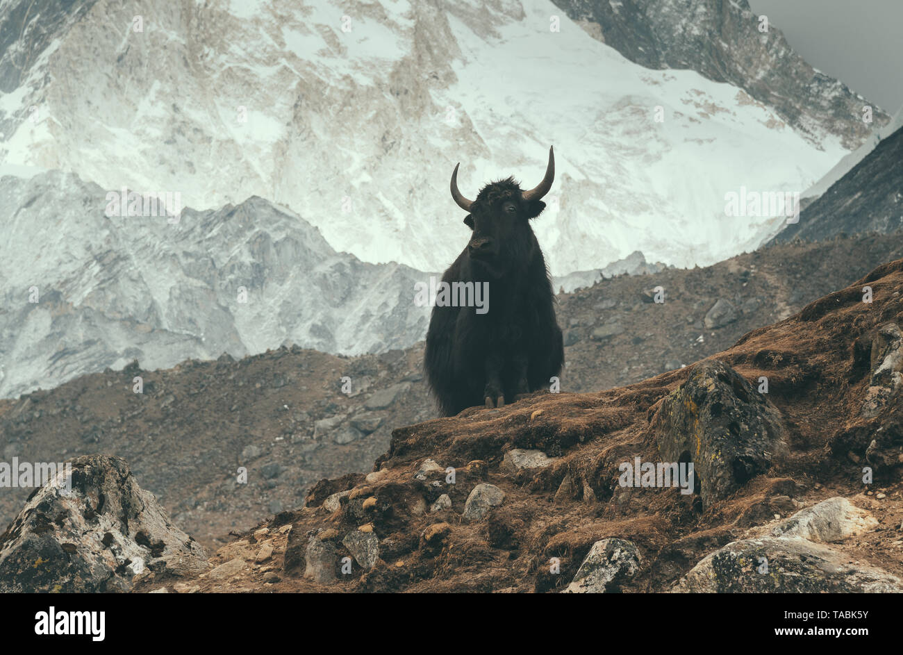 Yak vor der Kamera vor der Kulisse des Himalaya Gebirges. Stockfoto