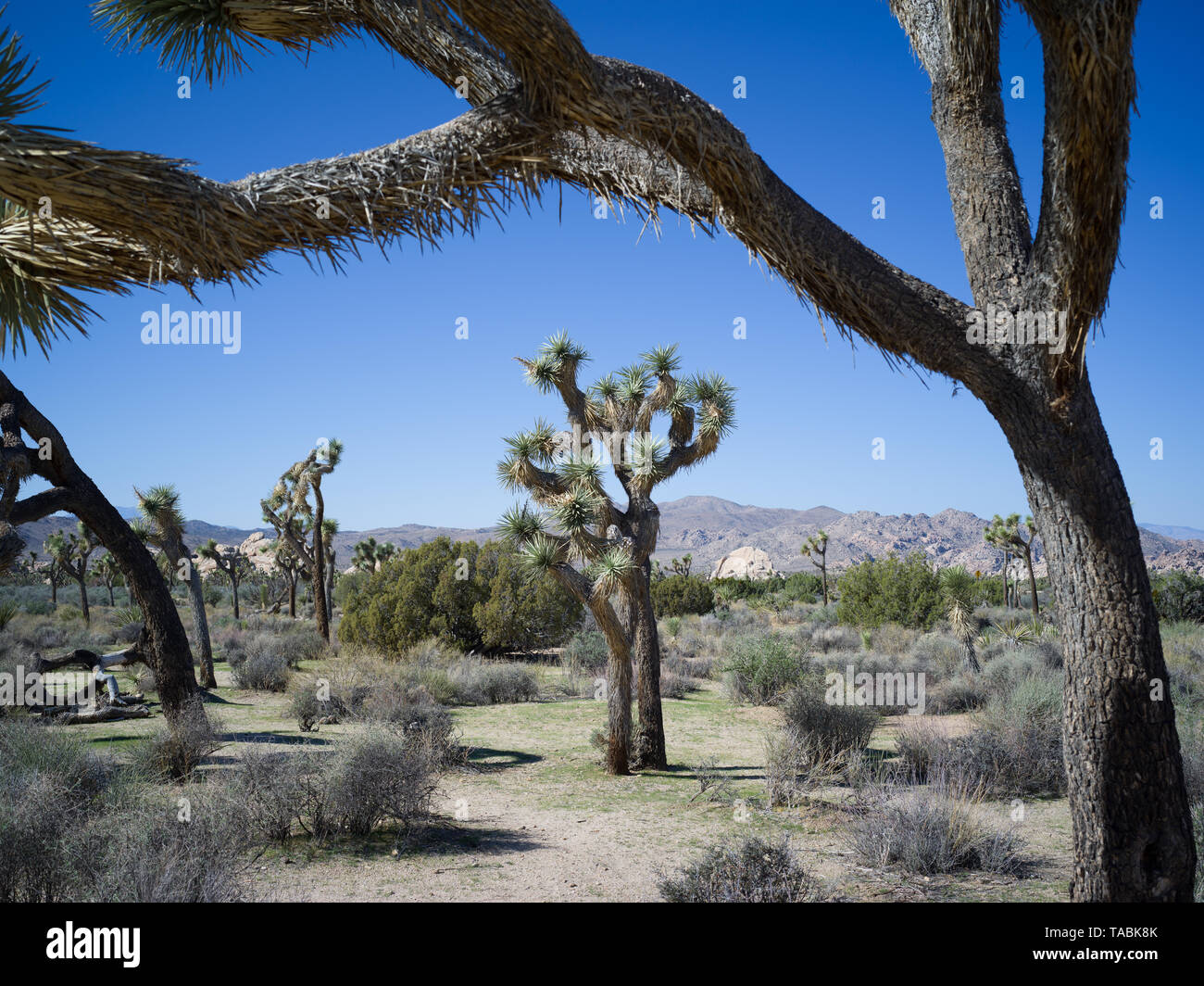 Eine Reihe von Joshua Bäume vor blauem Himmel in der Joshua Tree National Park. Stockfoto