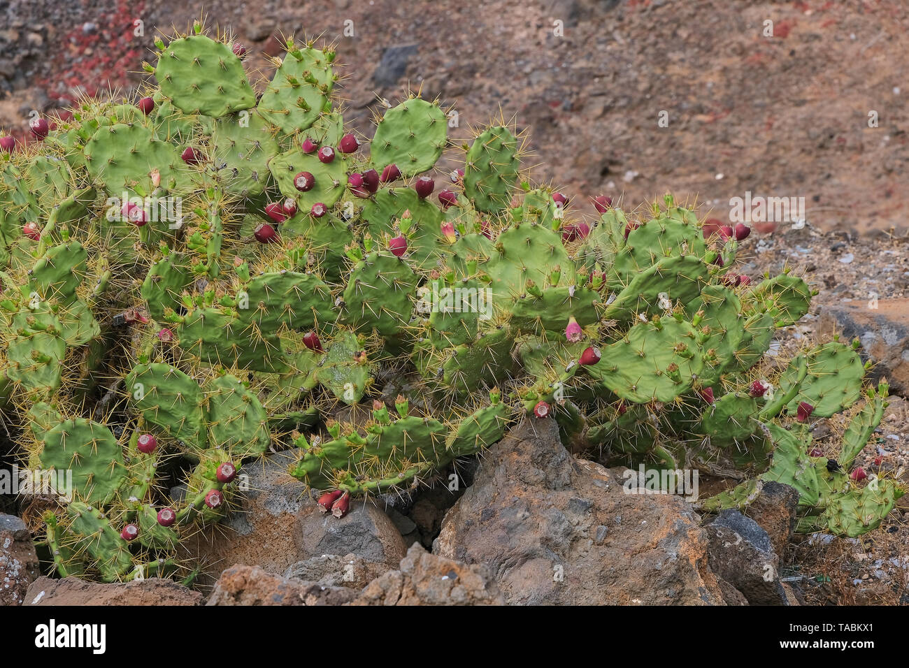 Grüne große Kaktus mit feigenkakteen auf Lanzarote Stockfoto