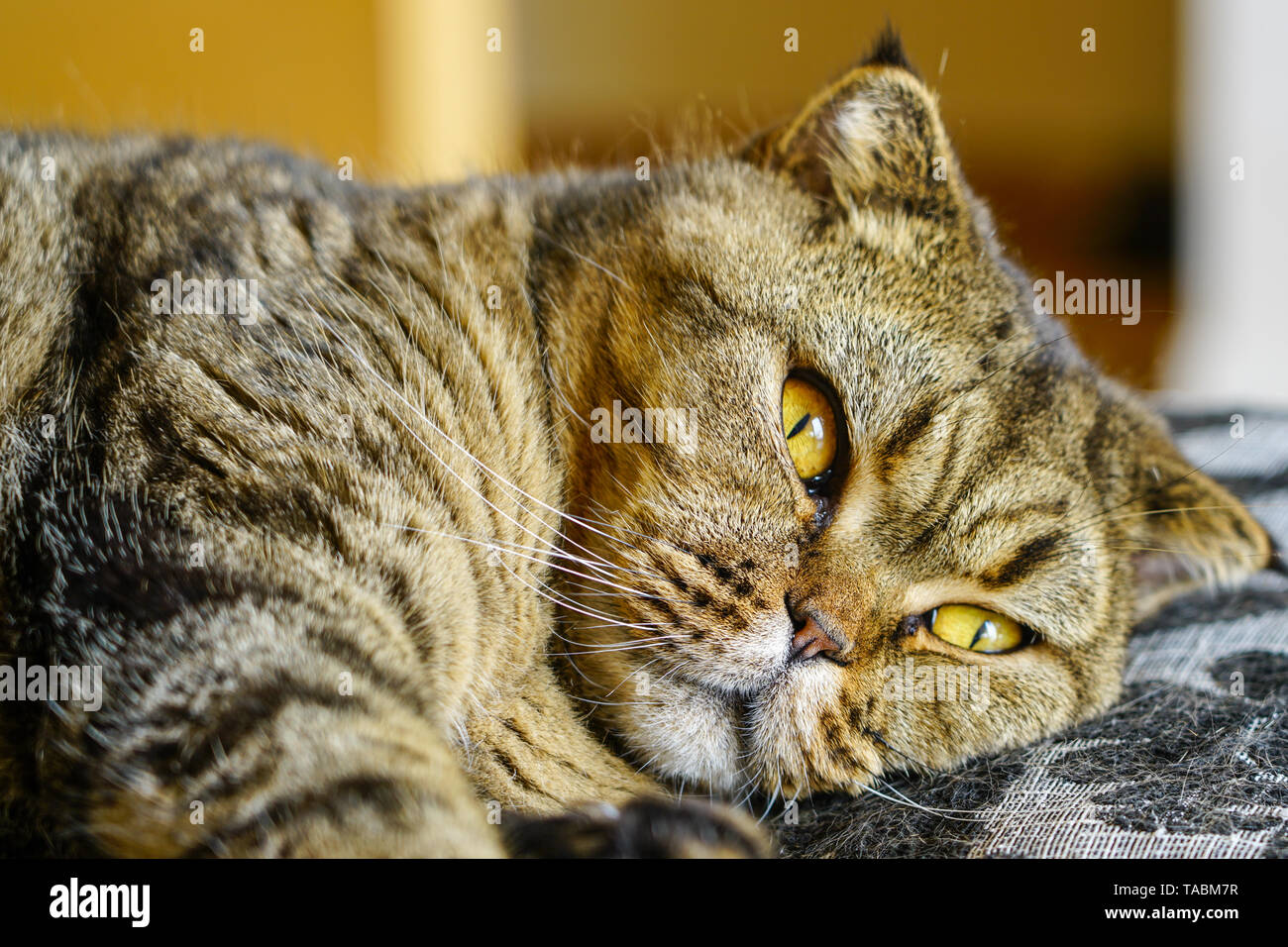 Schöne braune abgestreift schottischen Katze gegen einen unscharfen Hintergrund Fach Stockfoto