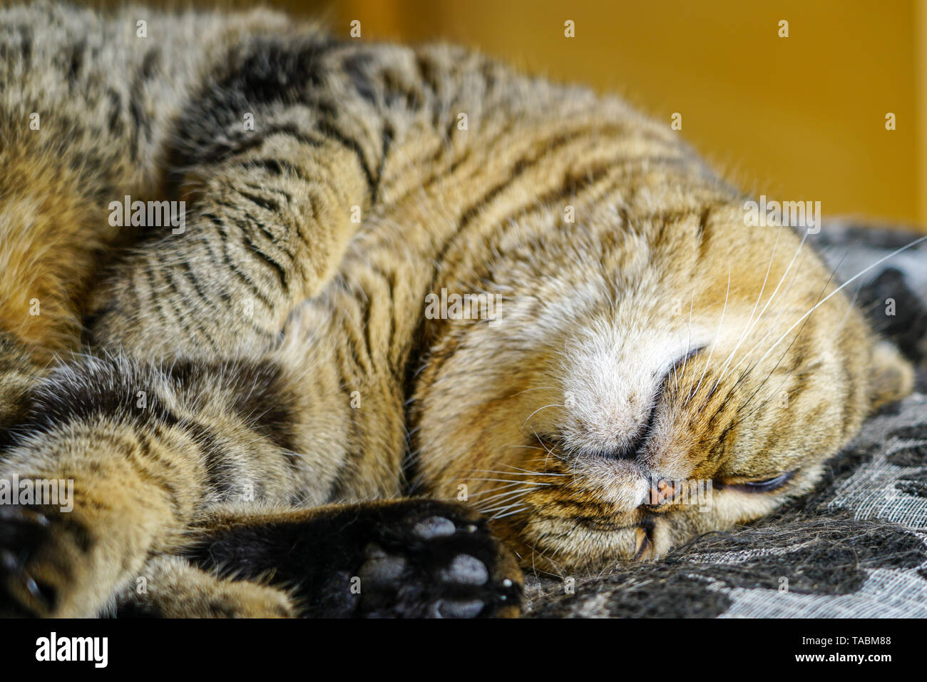 Schöne braune abgestreift schottischen Katze schlafen gegen einen unscharfen Hintergrund Fach Stockfoto