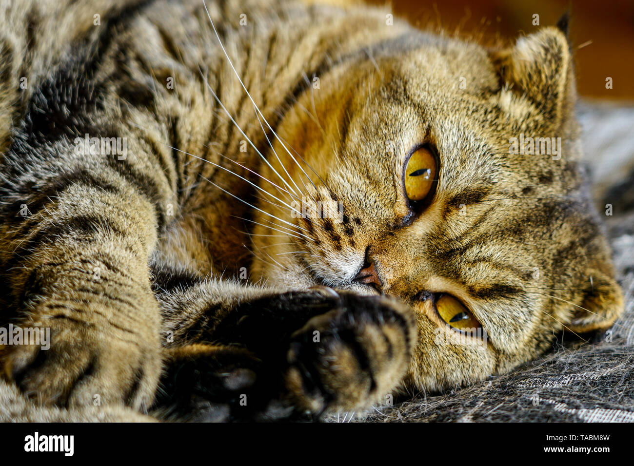 Schöne braune abgestreift schottischen Katze gegen einen unscharfen Hintergrund Fach Stockfoto
