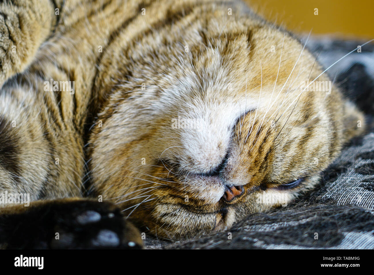 Schöne braune abgestreift schottischen Katze schlafen gegen einen unscharfen Hintergrund Fach Stockfoto