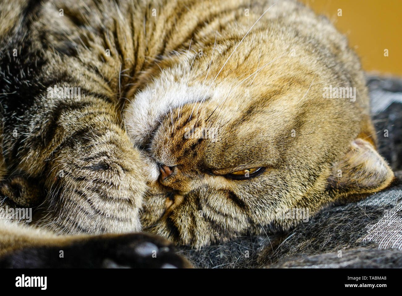 Schöne braune abgestreift schottischen Katze schlafen gegen einen unscharfen Hintergrund Fach Stockfoto
