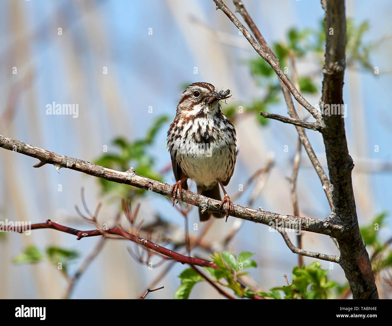 Song sparrow (Melospiza melodia) mit Insekten im Schnabel, Französisch Basin Trail, Annapolis Royal, Nova Scotia, Kanada, Stockfoto