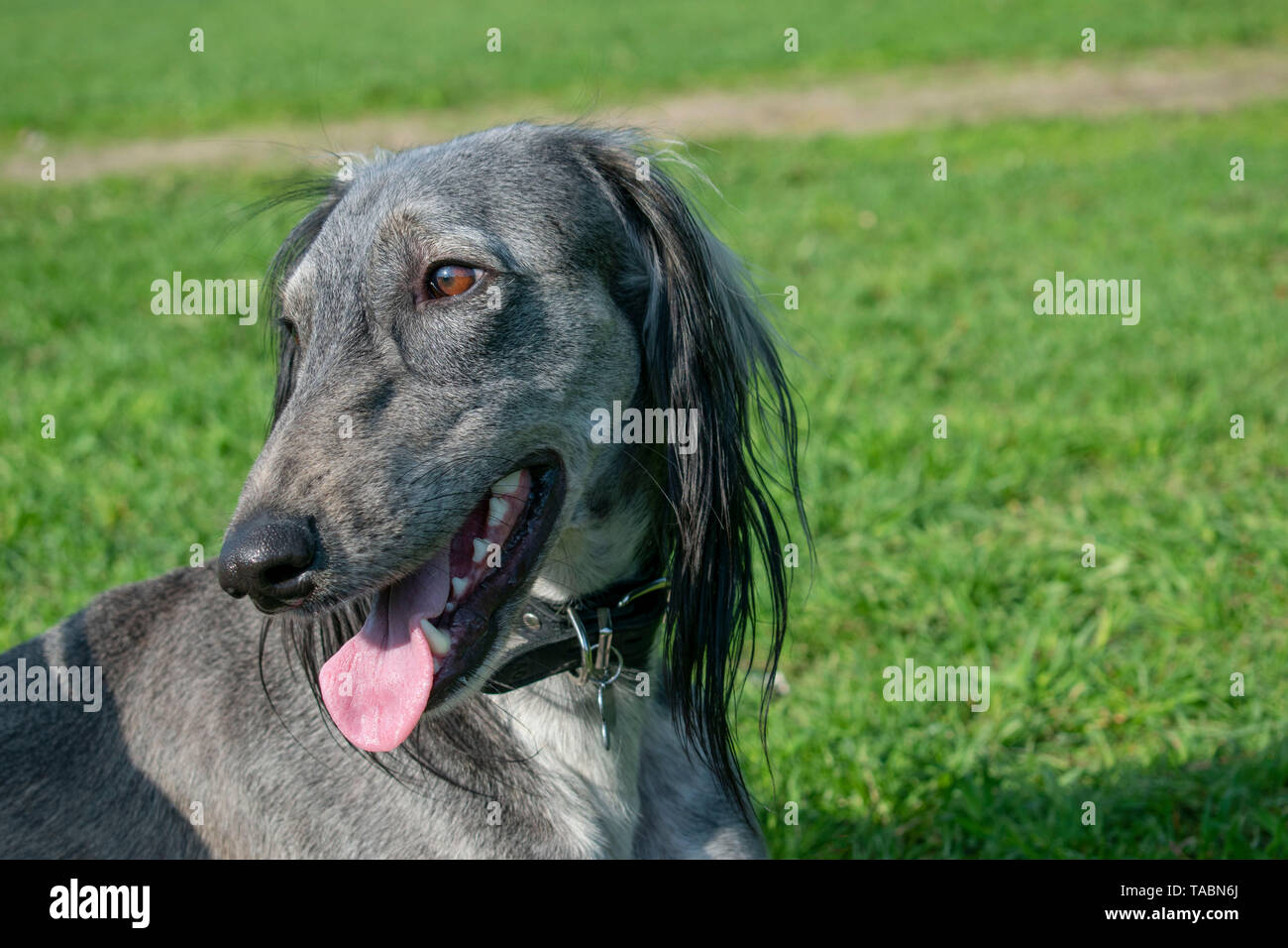 Die turkmenischen Hound klemmt die Zunge heraus, ruht auf dem Gras. Close-up. Der Hund geht an einem sonnigen Sommertag. Stockfoto