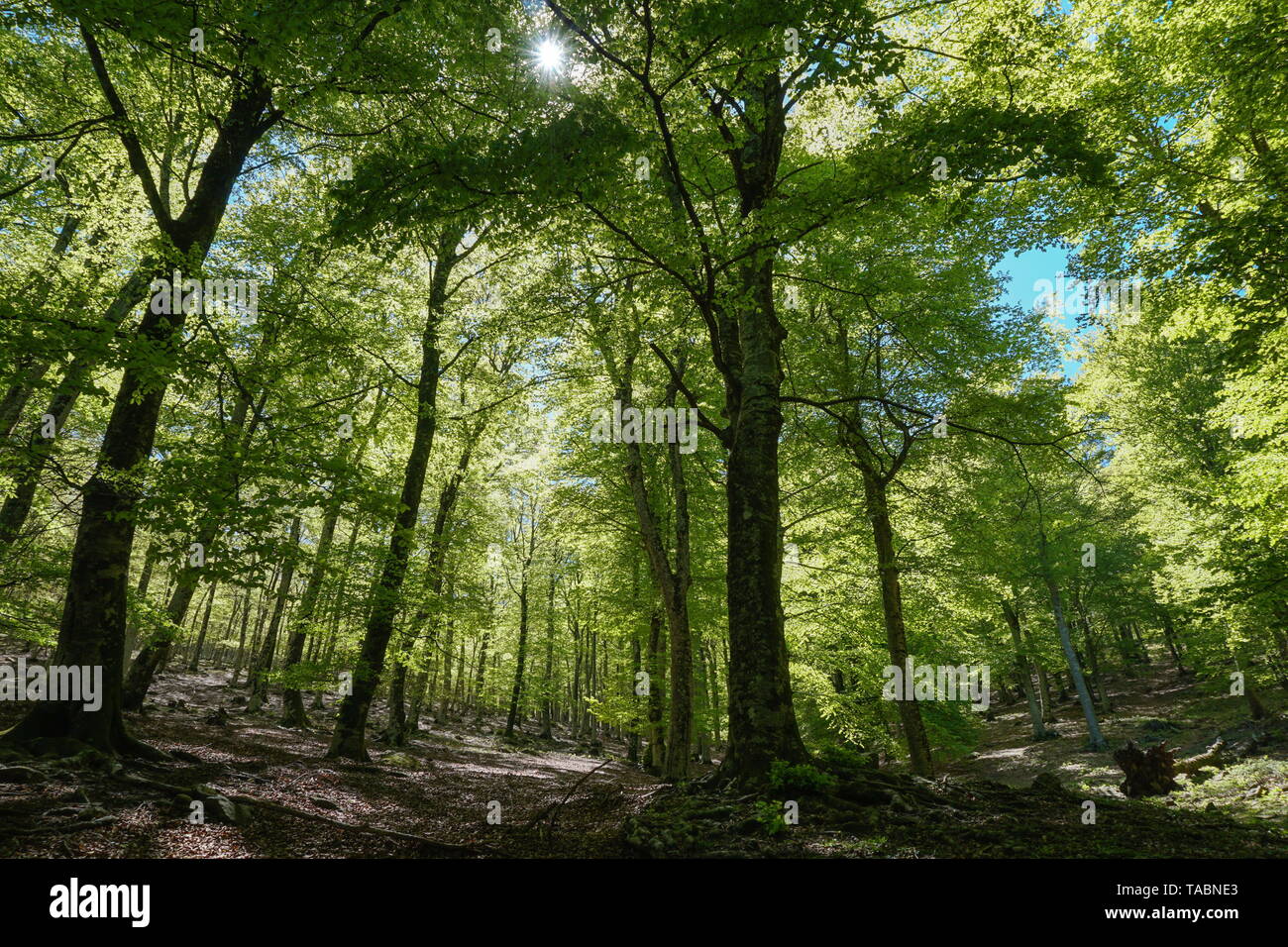 Wald landschaft in Frankreich, Massif des Alberes, Pyrenees Orientales, Occitanie Stockfoto